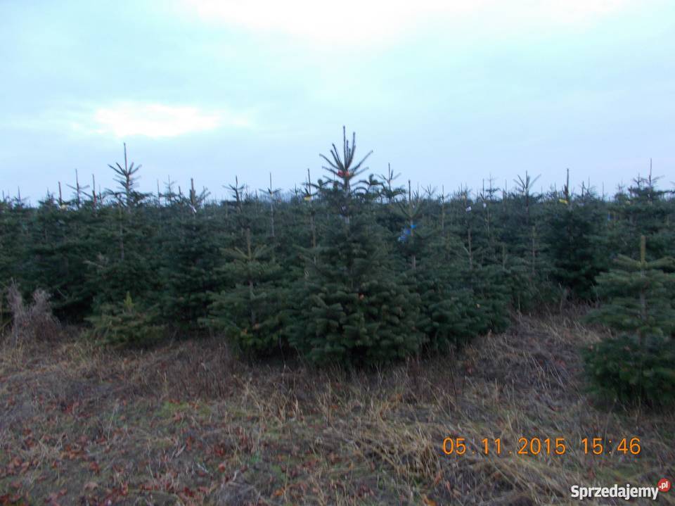 CHOINKI JODŁA KAUKASKA Rośliny mazowieckie Mszczonów
