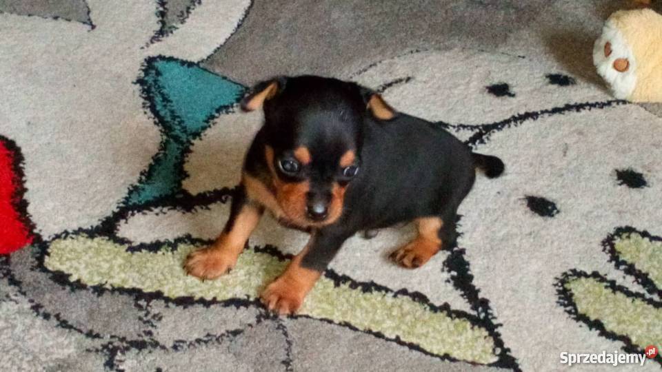 ratlerki miniaturki Nowy Targ