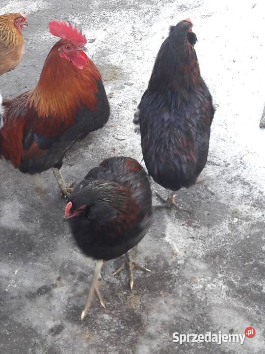 Koguty zielononóżki kuropatwianej Rybnik