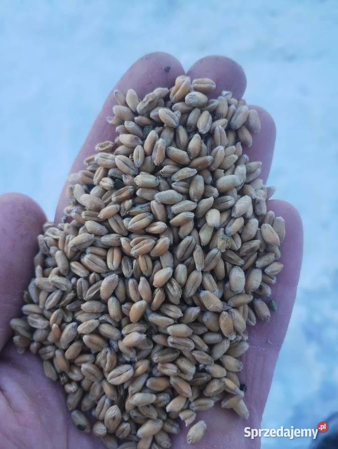 Sprzedam pszenicę Produkcja roślinna Maćkówka