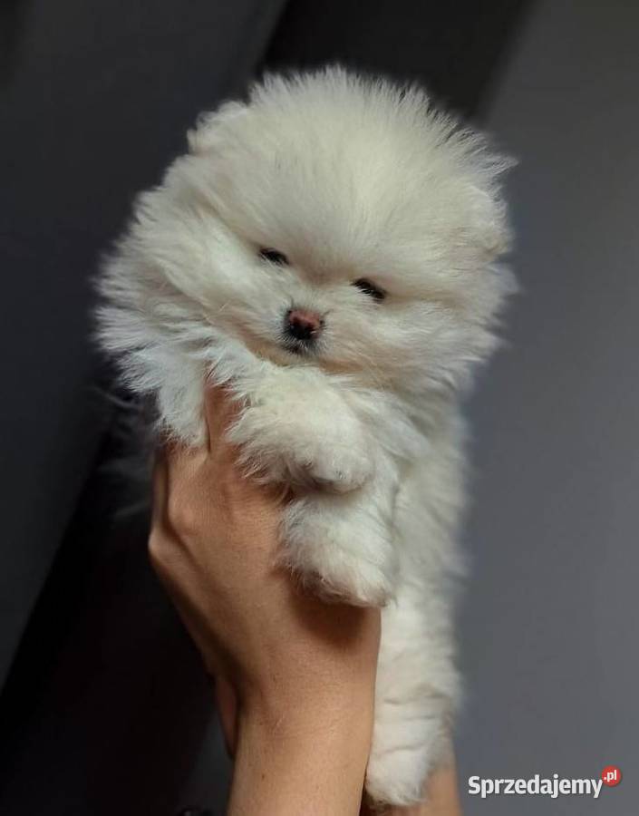 Szpic miniaturowy FCI ZkwP lubuskie Gorzów Wielkopolski