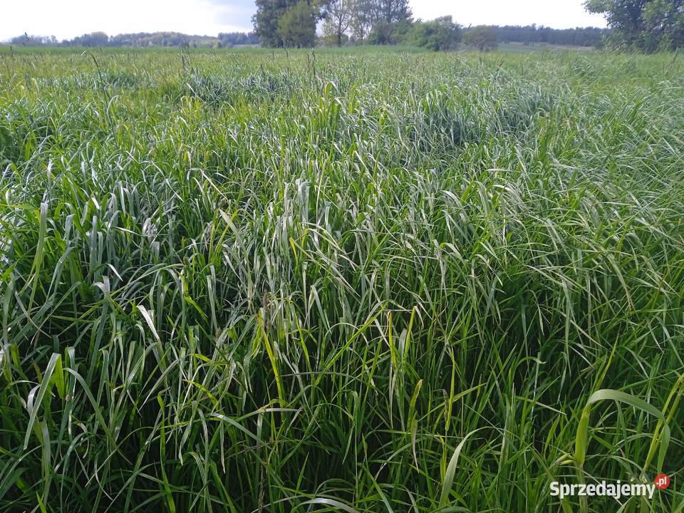 Łąka siana trawa na sianokiszonke Brzeziny sprzedam