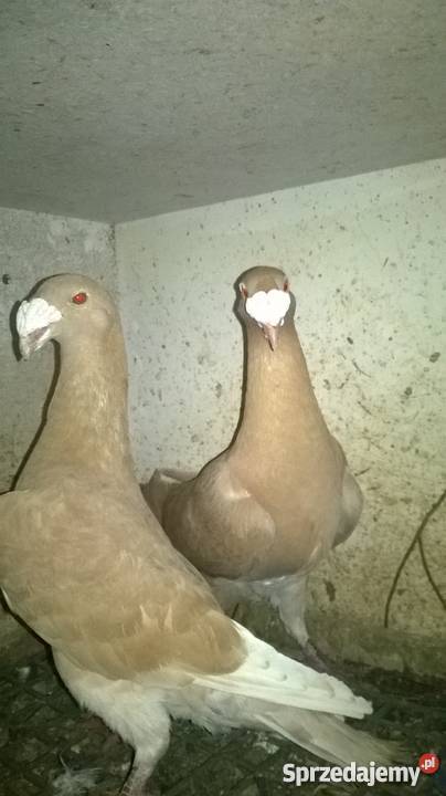 Sprzedam rzeszowskie gołębie czerwone żółte siwe Mirocin