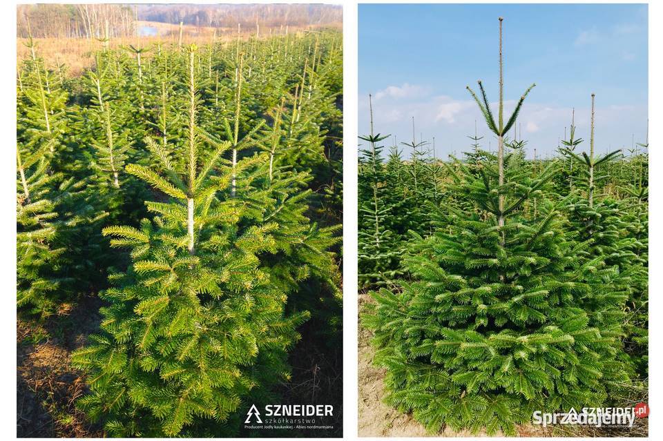 Jodła kaukaska plantacja Polski Producent Hurt i wielkopolskie Osieczna