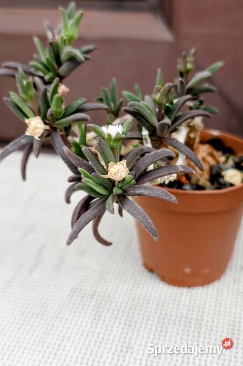 Delosperma bosseranum kaudeks miniatura w Warszawa