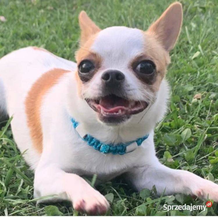 Chihuahua Szczenięta FCIZKwP Chihuahua Skarbiszów sprzedam