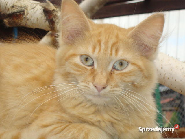 Kocurek Syberyjski rudy pręgowany półroczny Gostyń