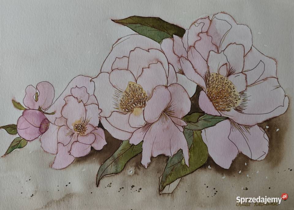 Akwarela Akwarelka Obraz pt Peonie