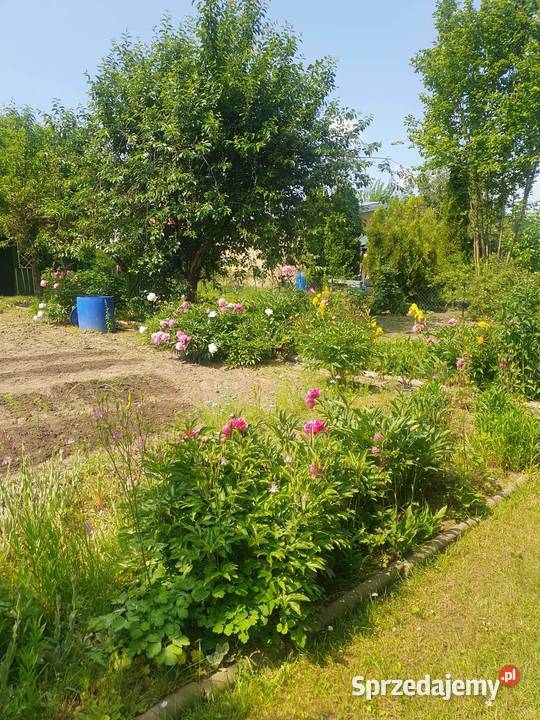 Działka ROD Oleśnica