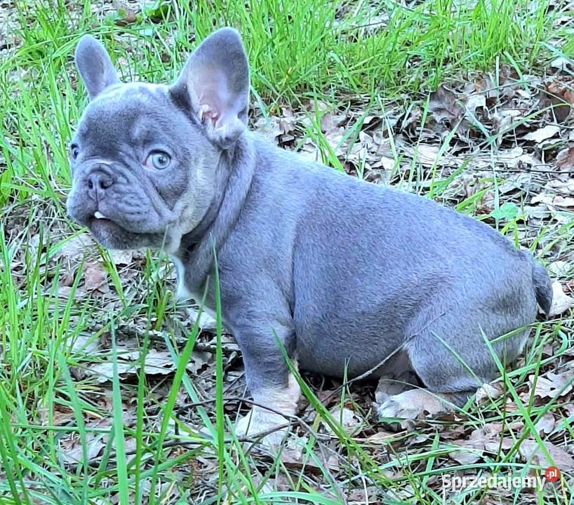 Buldog francuski suczki i pieki