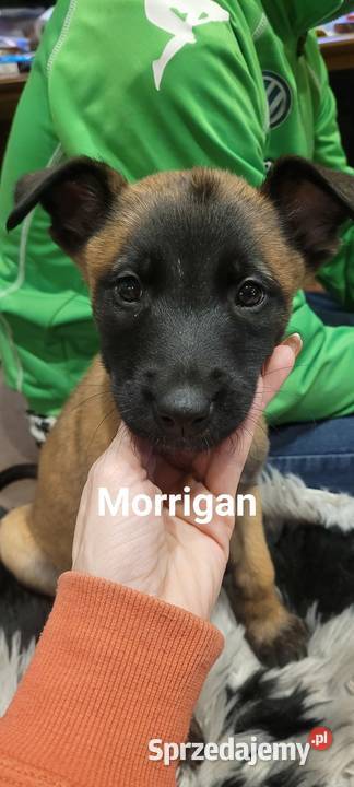 owczarki belgijskie Pruszków