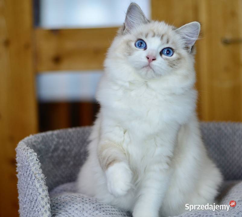 Kotka rasy RAGDOLL Ragdoll Starogard Gdański