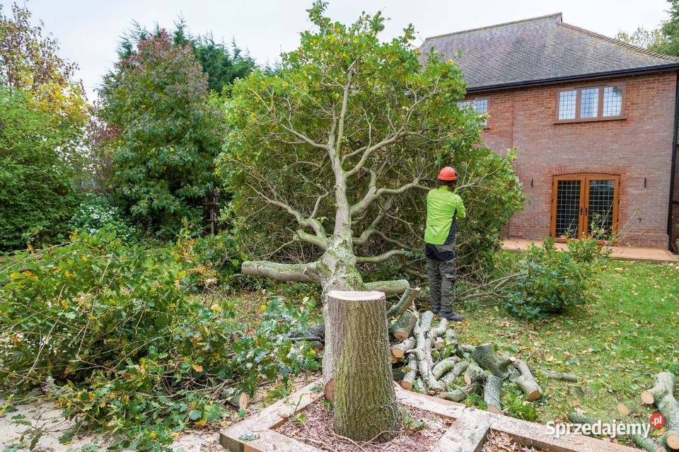 WYCINKA DRZEW TANIO I KOMPLEKSOWO Nakło nad Notecią