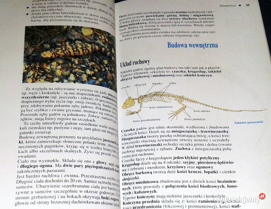 Biologia 6 Henryk Lach Krystyna Mnich miękka Chełm sprzedam
