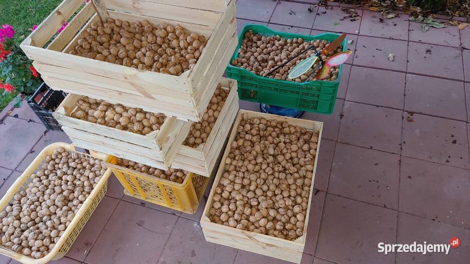 Orzechy włoskie mazowieckie Warszawa