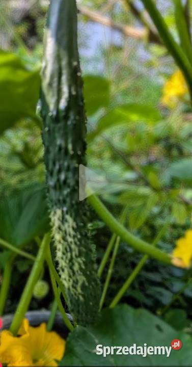 Ogórek sałatkowy długi 40 Longo nasiona Kraków