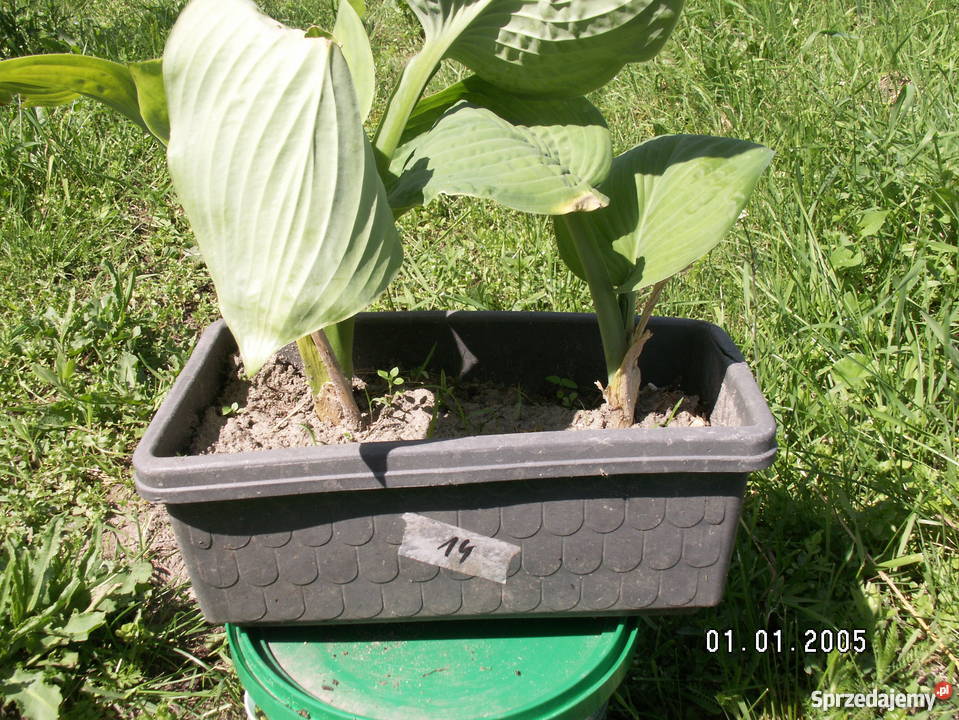 Sprzedam hosty funkie Śląsko