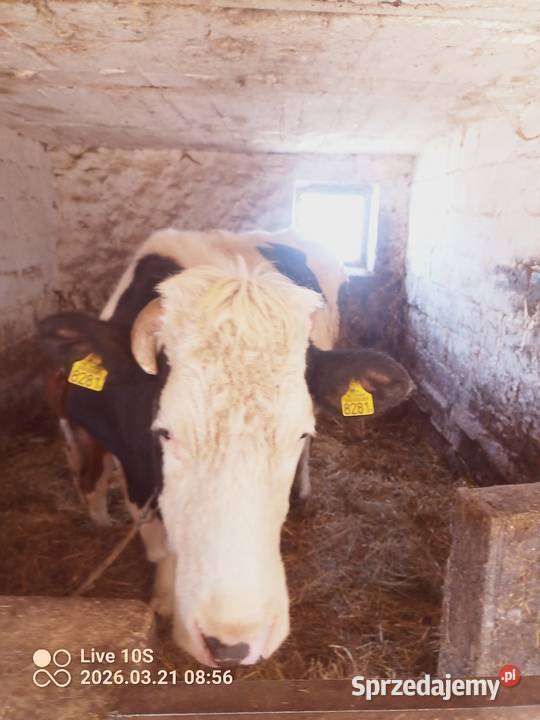 Krowa z cielakiem Suwałki