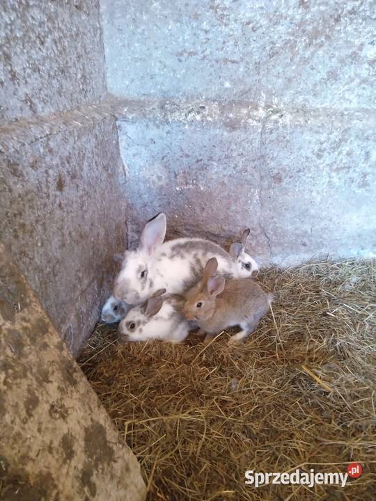 Króliki małe Młode Króle mazowieckie Ostrów Mazowiecka sprzedam