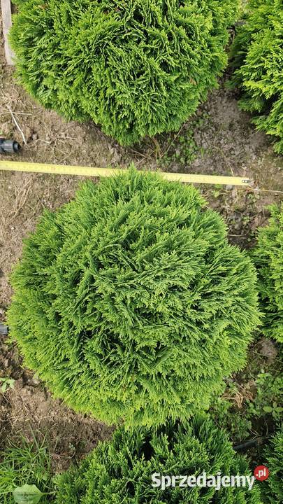 Tuja DANIKAThuja Occidentalis DANICA średnica ok