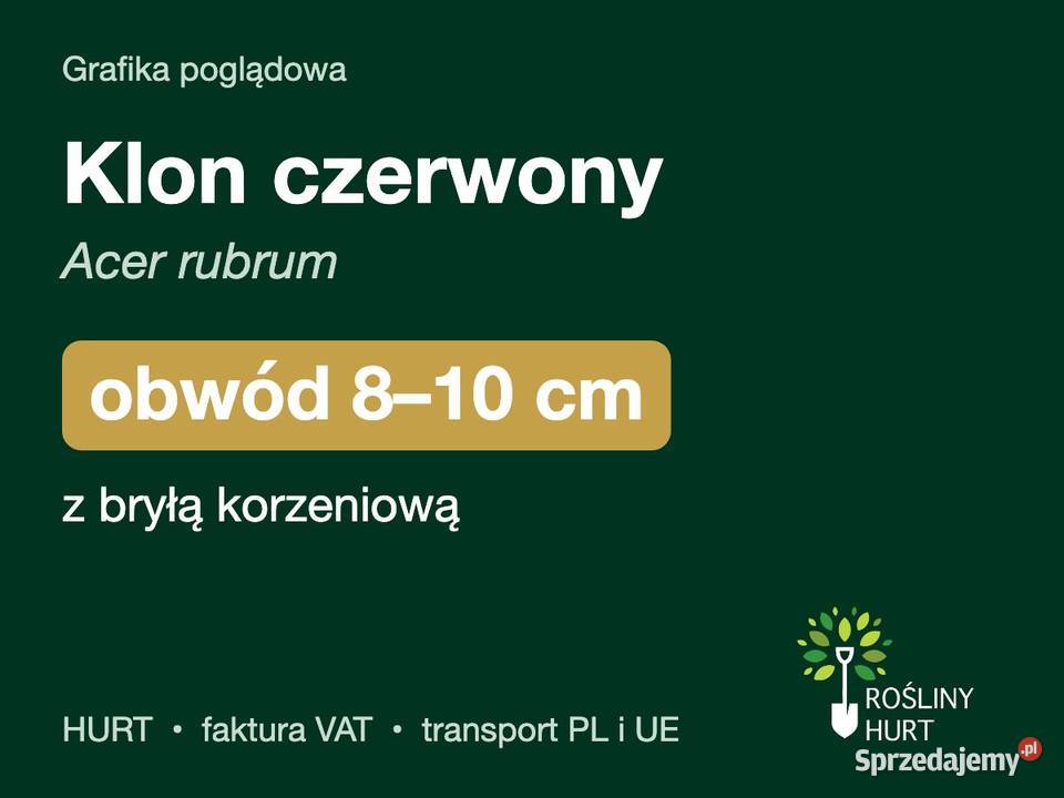 Klon czerwony Acer rubrum obwód 810 z bryłą HURT