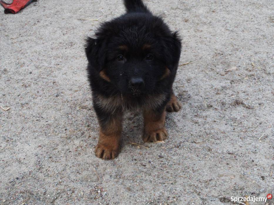 Szczeniaki Owczarki Niemieckie Inowrocław