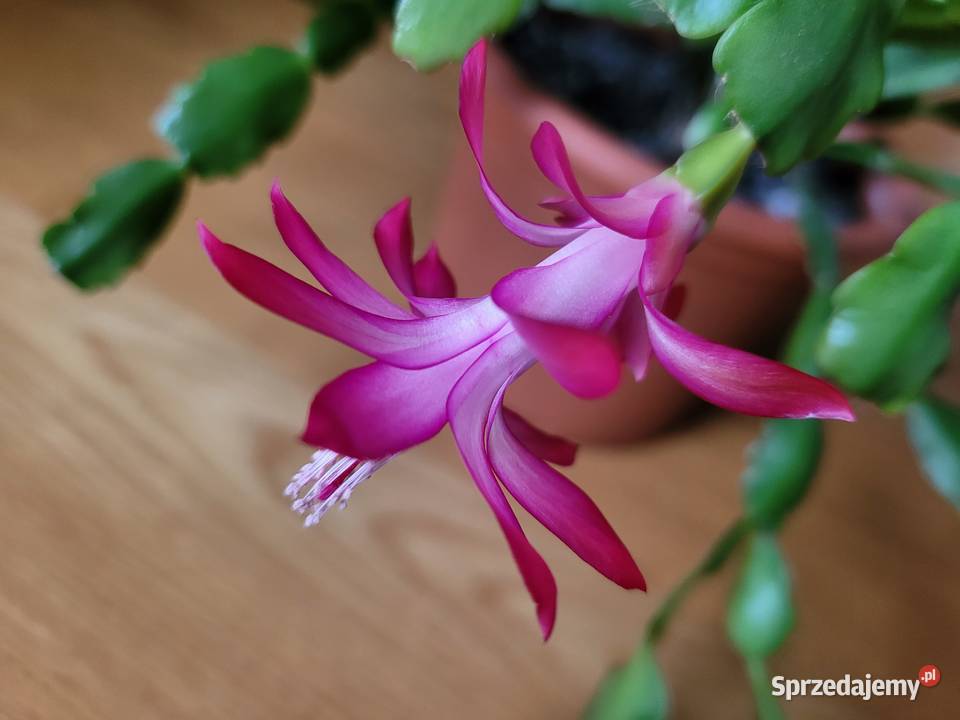 Zygokaktus grudnik Szlumbergera kaktus Warszawa