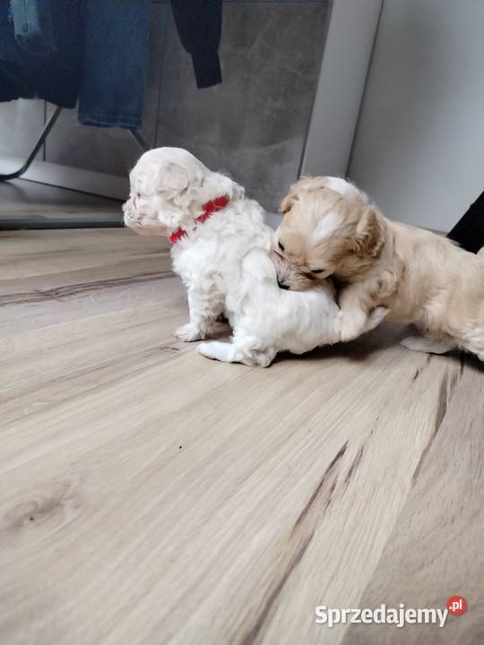 Maltipoo F1 xs