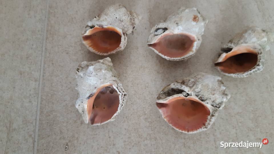 Muszle naturalne wyściełane masą perłową Wrocław
