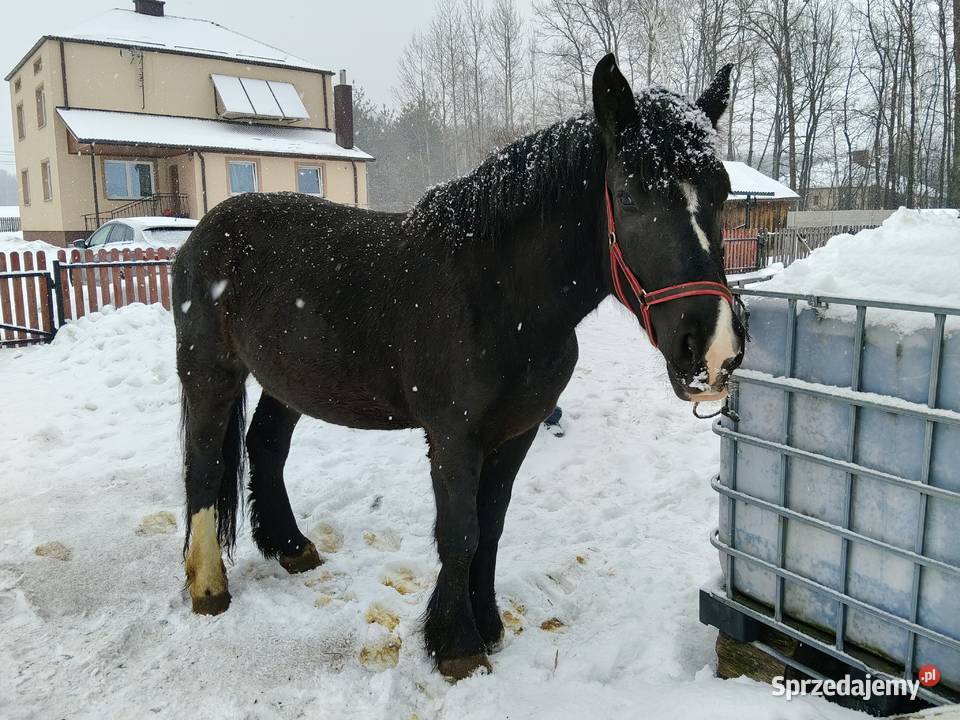 Zrębice klacz koń Konie