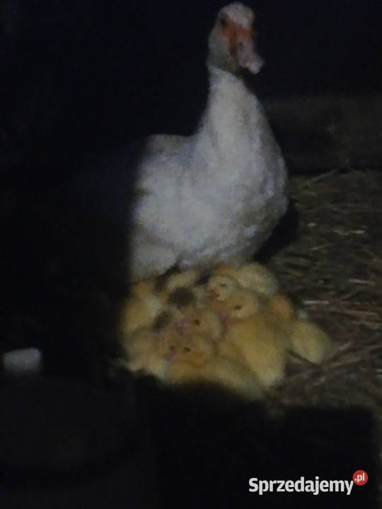 małe kaczki sprzedam 15 do uzg Pińczów