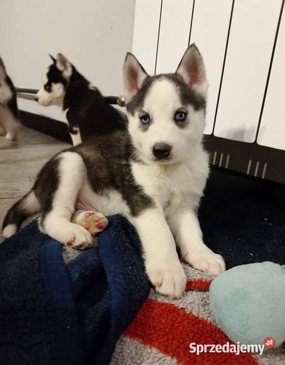 Piesek Syberian Husky Leszno