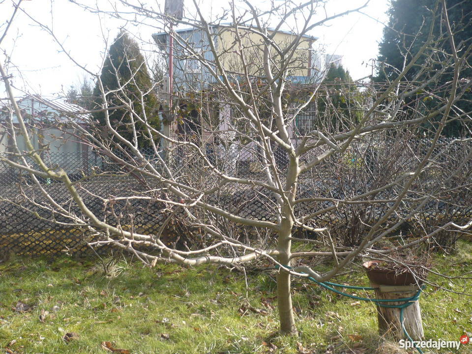 Działka ogrodowa w ROD Zorza Legnica