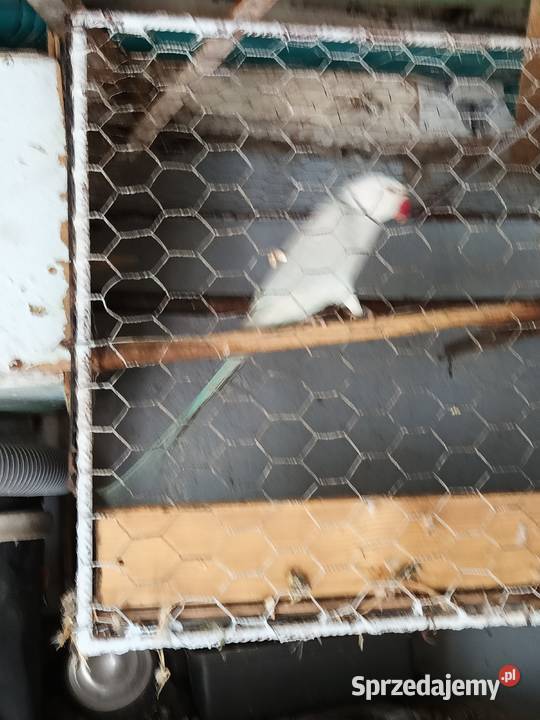 Sprzedam papugi faliste ninfy rozele biało lice Ptaki kujawsko-pomorskie Toruń