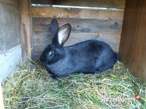 królika rasy Belgijski Olbrzym Jarocin