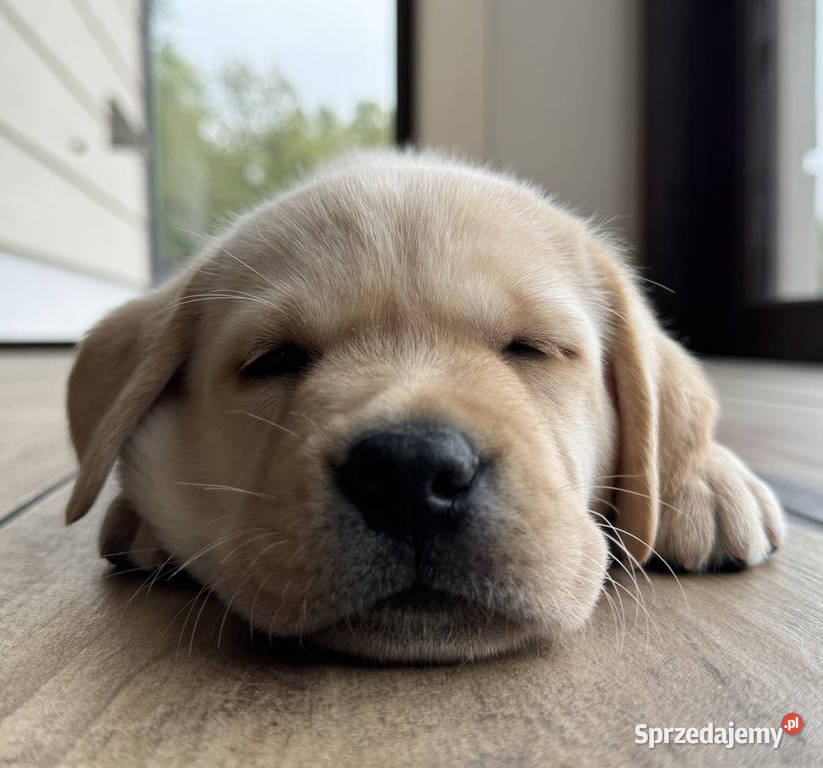 Zkwp FCI Labrador szczeniak BISZKOPTOWY ostatni piesek beżowy po Championie