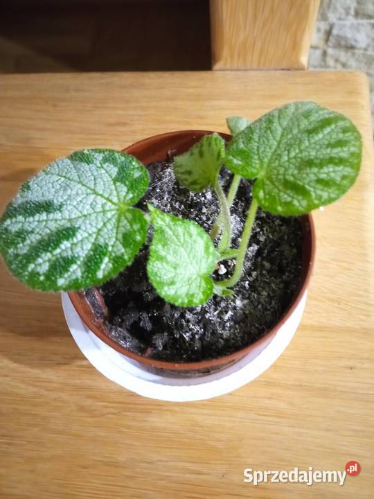 Kwiaty Patyczak i Białystok