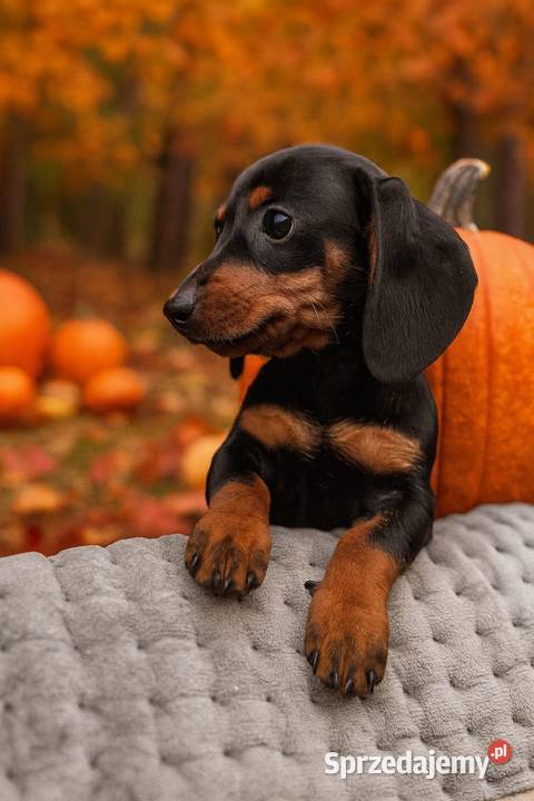 Cudowna sunia Jamnik miniaturowy standard czarno łódzkie Łódź