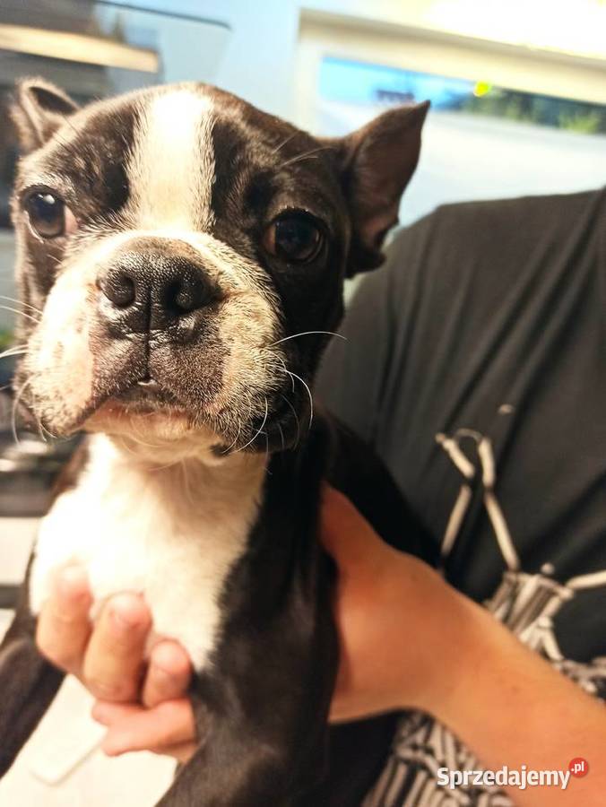 Boston terrier szczenięta Pszczyna