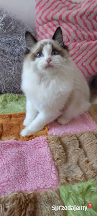 Kocurek ragdoll seal bikolor Wrocław