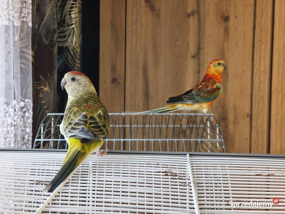 Dwie papugi Świergotki klatka Zwierzęta Mysłowice