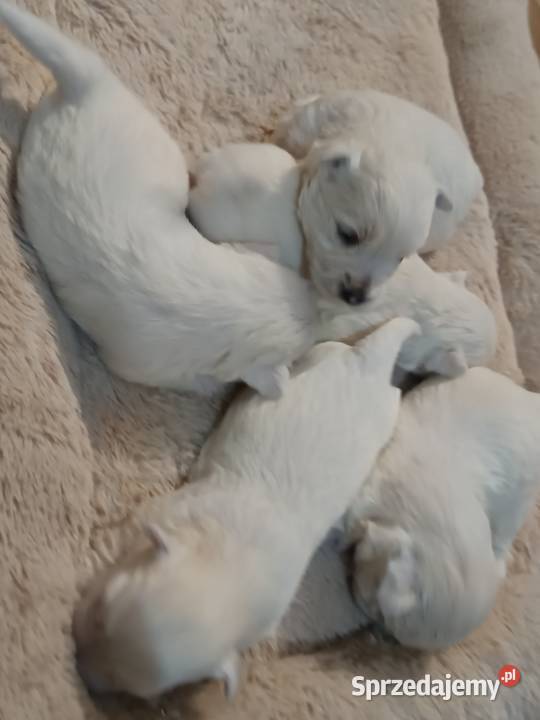West Highland White Terrier Rzeszów