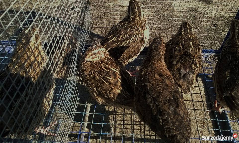 Przepiórka japońska przepiórki japońskie młode sprzedam