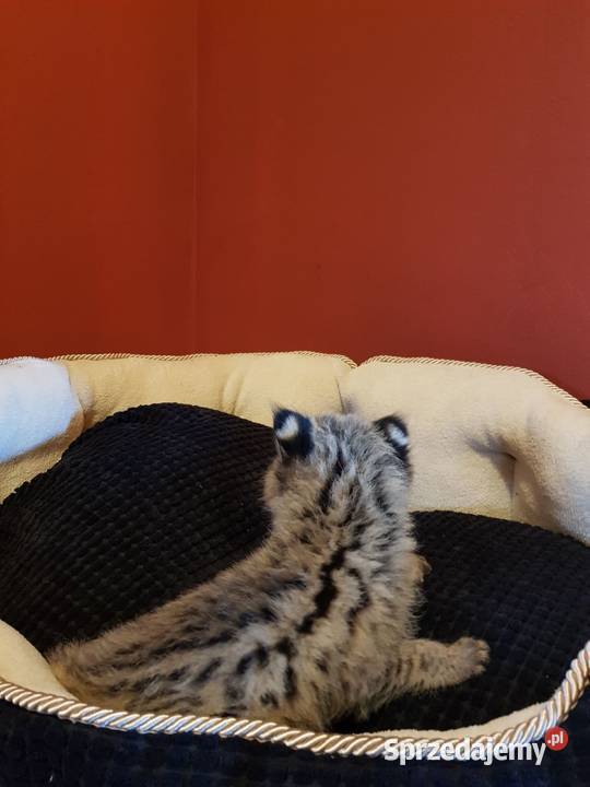 Serwale Afrykańskie Leptailurus serval młode