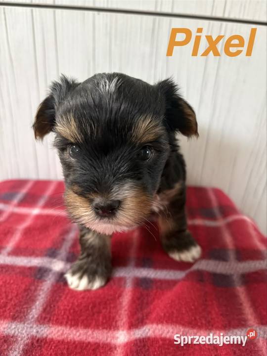 Do Rezerwacji Pixel Yorkshire Terrier Biewer Konin