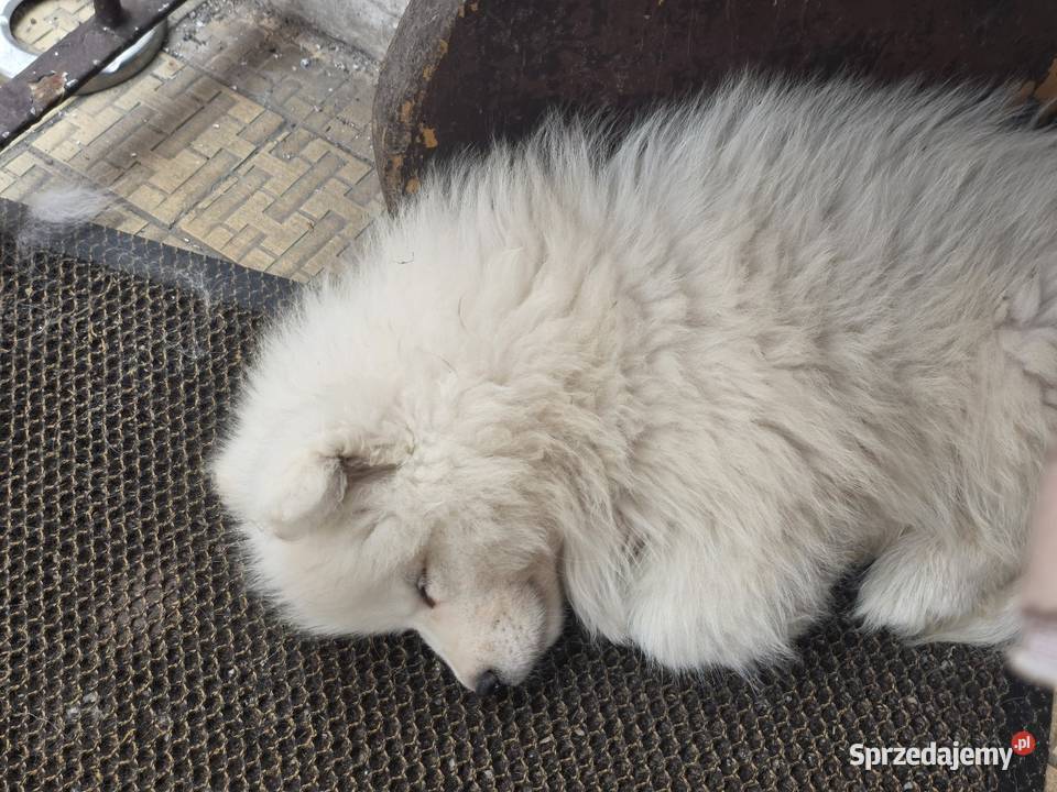 Samoyed gotowy do odbioru sprzedam