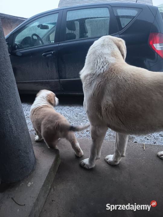 szczeniaki owczarek środkowoazjatycki pieski Czarnożyły