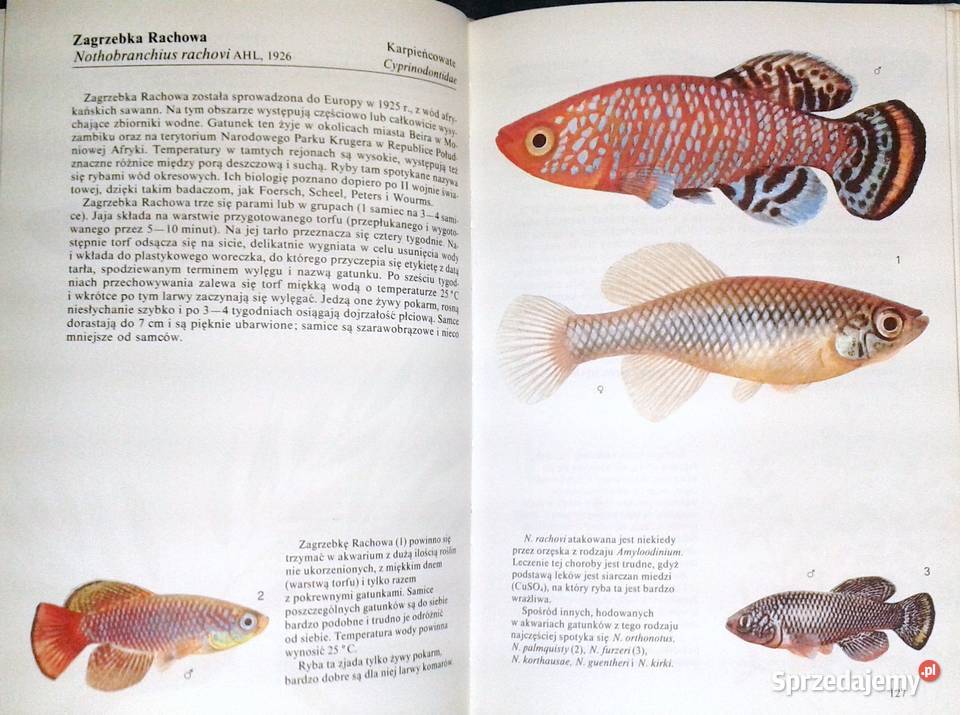 Ryby akwariowe Ivan Petrovicky Chełm