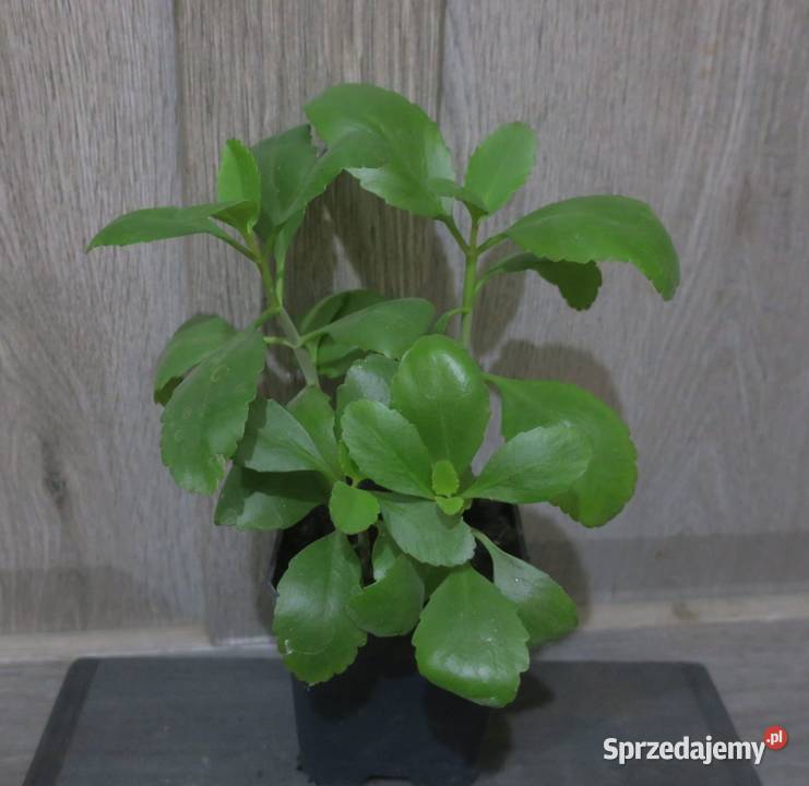 Żyworódka Pierzasta Kalanchoe Pinnata 4 Wyposażenie wnętrz mazowieckie Pruszków