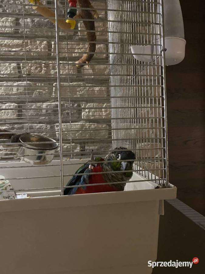 Papuga rudosterka czerwonobrzucha Kobiór